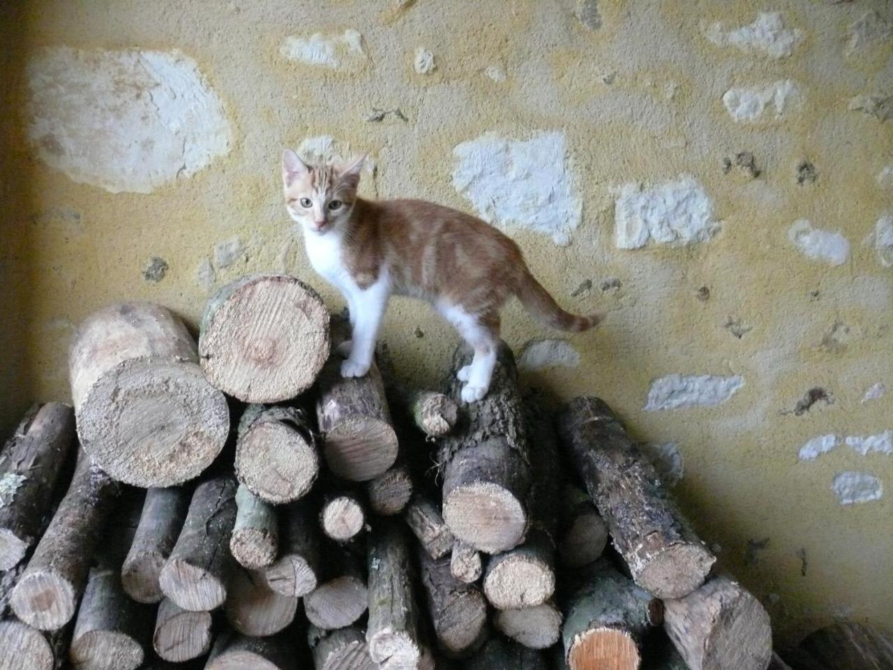 Gites A L'Ombre Des Chenes Châteauvieux Екстериор снимка